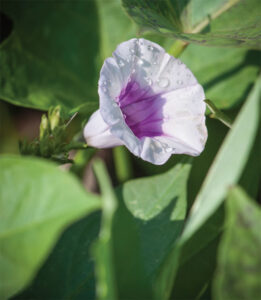 Growing Sweet Potatoes from Slips Image